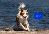 Gorgeous Purebred Border Collie Pups