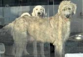 Irish Wolfhound x Poodle (Wolfadoodle)