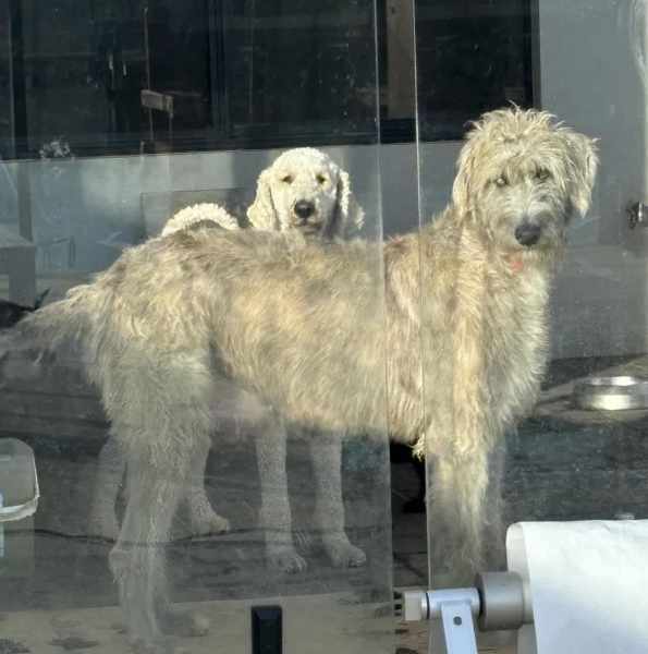 Irish Wolfhound x Poodle (Wolfadoodle)