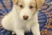 Gorgeous Purebred Border Collie Pups