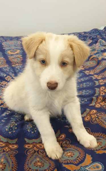 Gorgeous Purebred Border Collie Pups