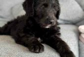 Irish Wolfhound x Poodle (Wolfadoodle)