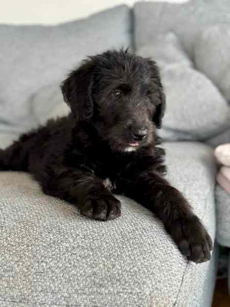 Irish Wolfhound x Poodle (Wolfadoodle)