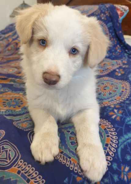 Gorgeous Purebred Border Collie Pups