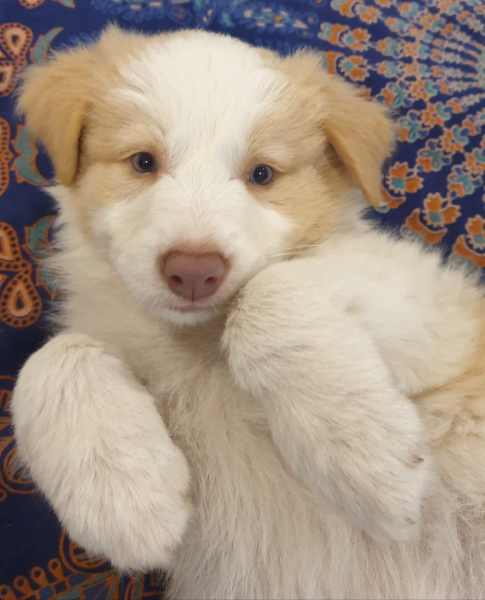 Gorgeous Purebred Border Collie Pups