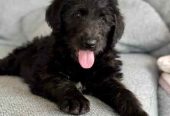 Irish Wolfhound x Poodle (Wolfadoodle)