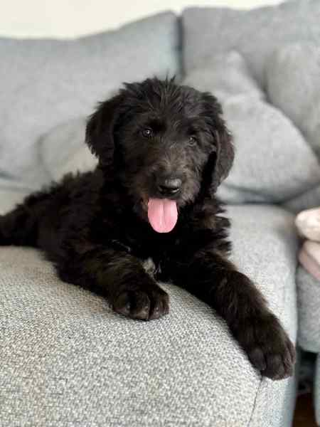 Irish Wolfhound x Poodle (Wolfadoodle)