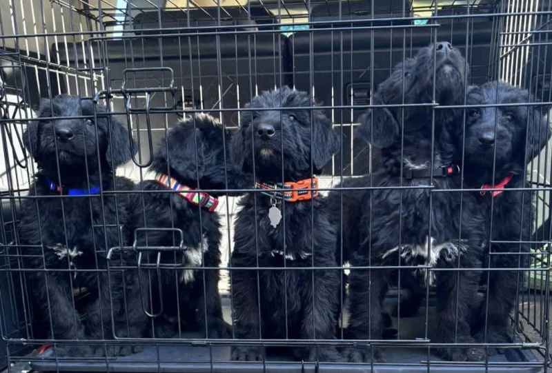 Irish Wolfhound x Poodle (Wolfadoodle)