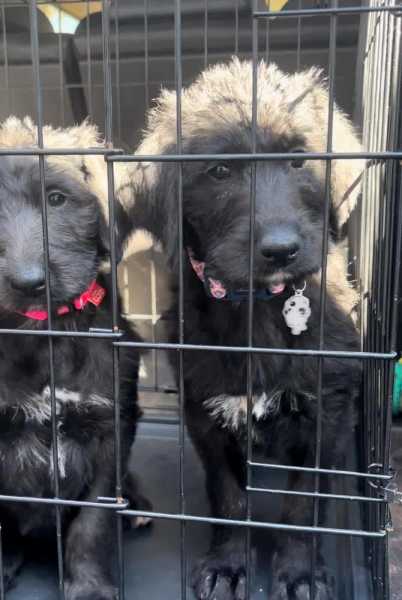 Irish Wolfhound x Poodle (Wolfadoodle)