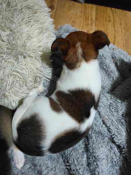 Jackrussell x chi