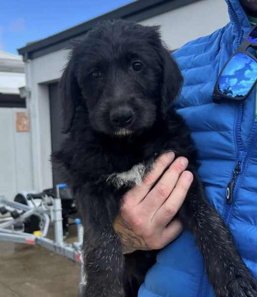 Irish Wolfhound x Poodle (Wolfadoodle)