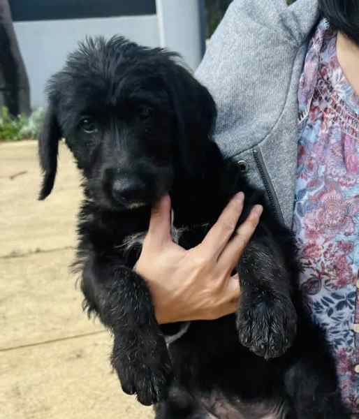 Irish Wolfhound x Poodle (Wolfadoodle)