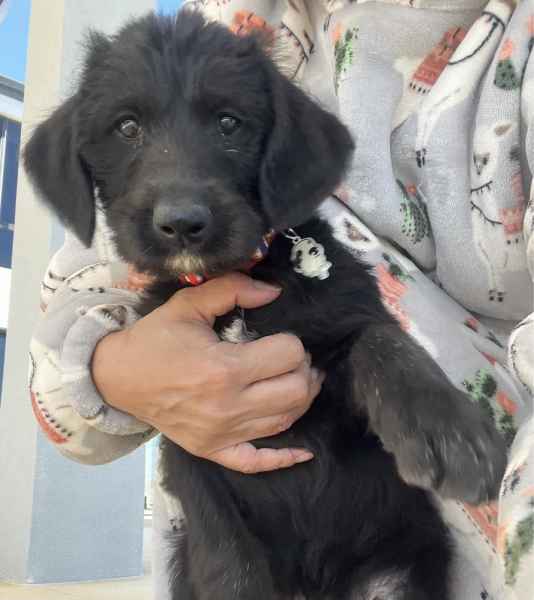 Irish Wolfhound x Poodle (Wolfadoodle)