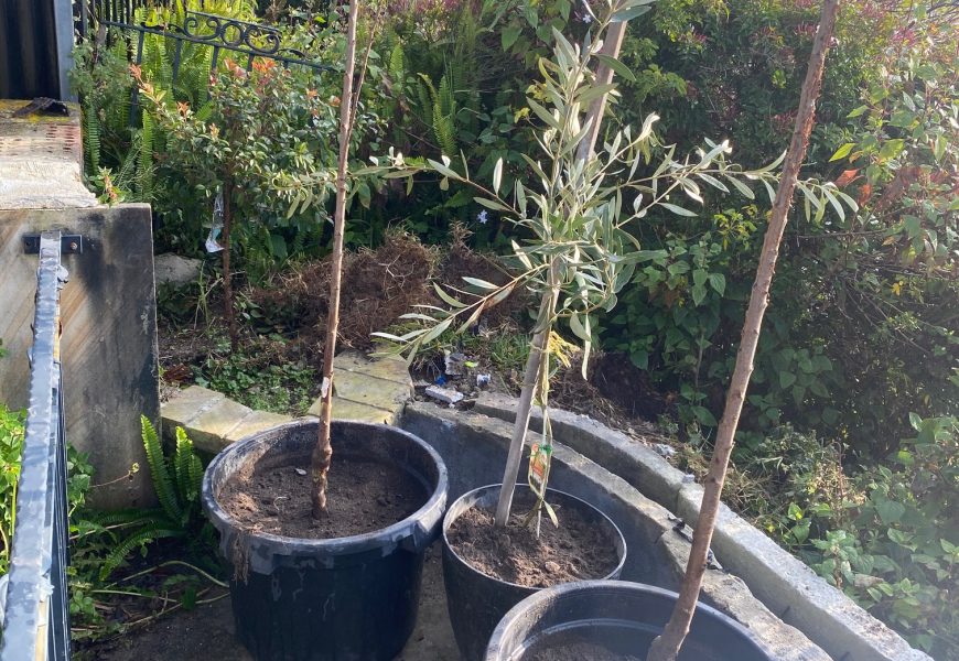 KALAMATA OLIVE TREES