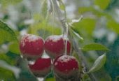 CHERRY Rons and Lapin Trees