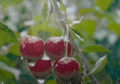 CHERRY Rons and Lapin Trees