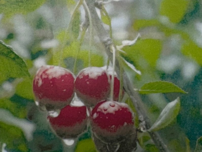 CHERRY Rons and Lapin Trees