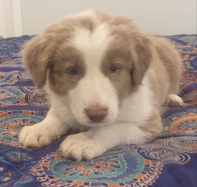 Gorgeous Purebred Border Collie Pups