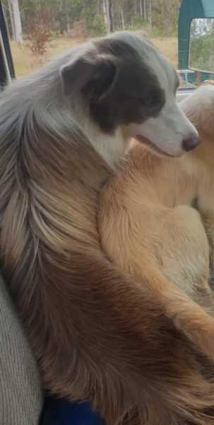 Gorgeous Purebred Border Collie Pups