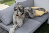 Irish Wolfhound x Poodle (Wolfadoodle)