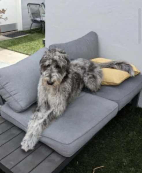 Irish Wolfhound x Poodle (Wolfadoodle)