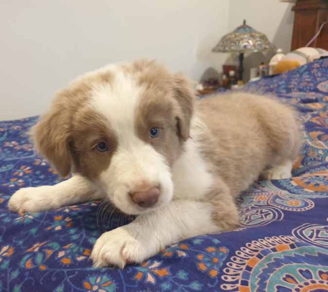 Gorgeous Purebred Border Collie Pups