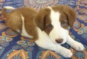 Gorgeous Purebred Border Collie Pups