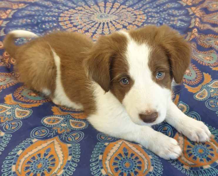 Gorgeous Purebred Border Collie Pups