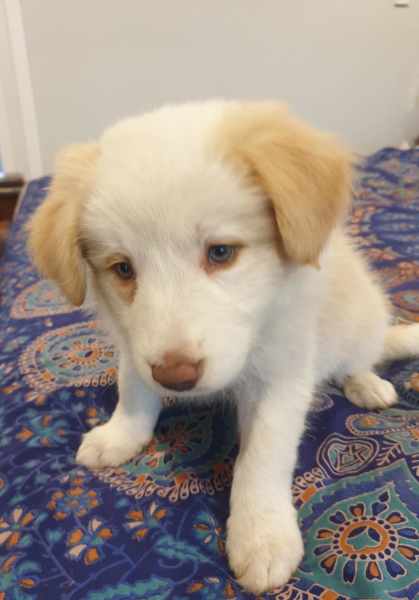 Gorgeous Purebred Border Collie Pups