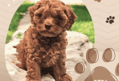 Female F1bToy Cavoodles with Clear DNA