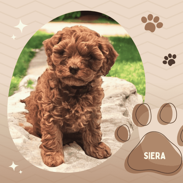 Female F1bToy Cavoodles with Clear DNA