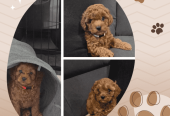 Female F1bToy Cavoodles with Clear DNA