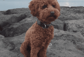 Female F1bToy Cavoodles with Clear DNA