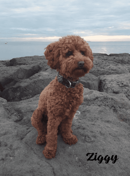 Female F1bToy Cavoodles with Clear DNA