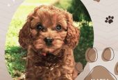 Female F1bToy Cavoodles with Clear DNA