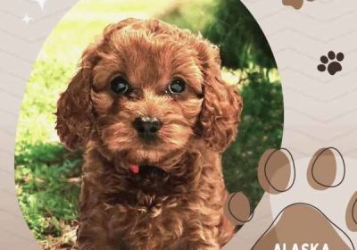 Female F1bToy Cavoodles with Clear DNA